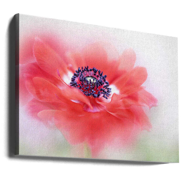 Soft Red Anemone - Floral Photographic Stretched Canvas Poster or Fine Art Print