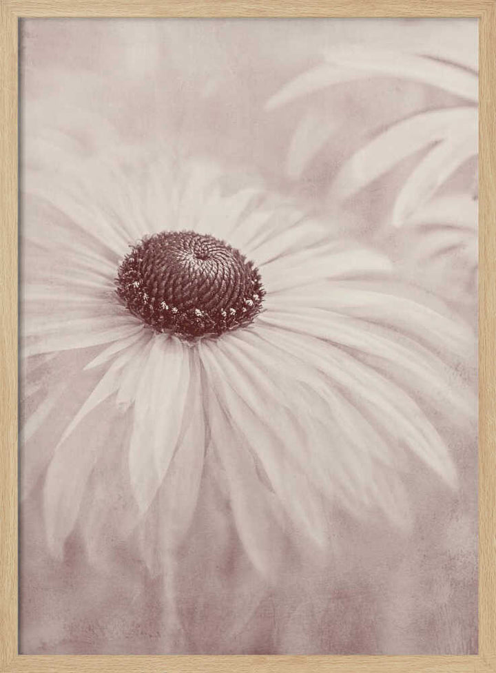 Soft Sepia Flower - Floral Photographic Stretched Canvas Poster or Fine Art Print