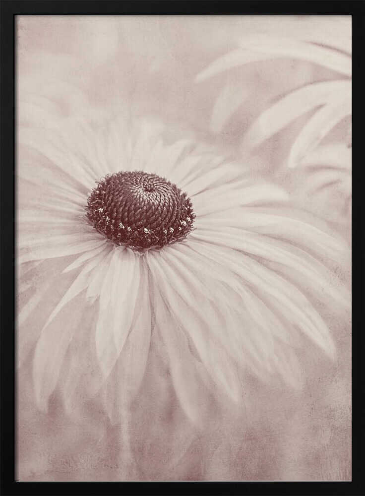 Soft Sepia Flower - Floral Photographic Stretched Canvas Poster or Fine Art Print
