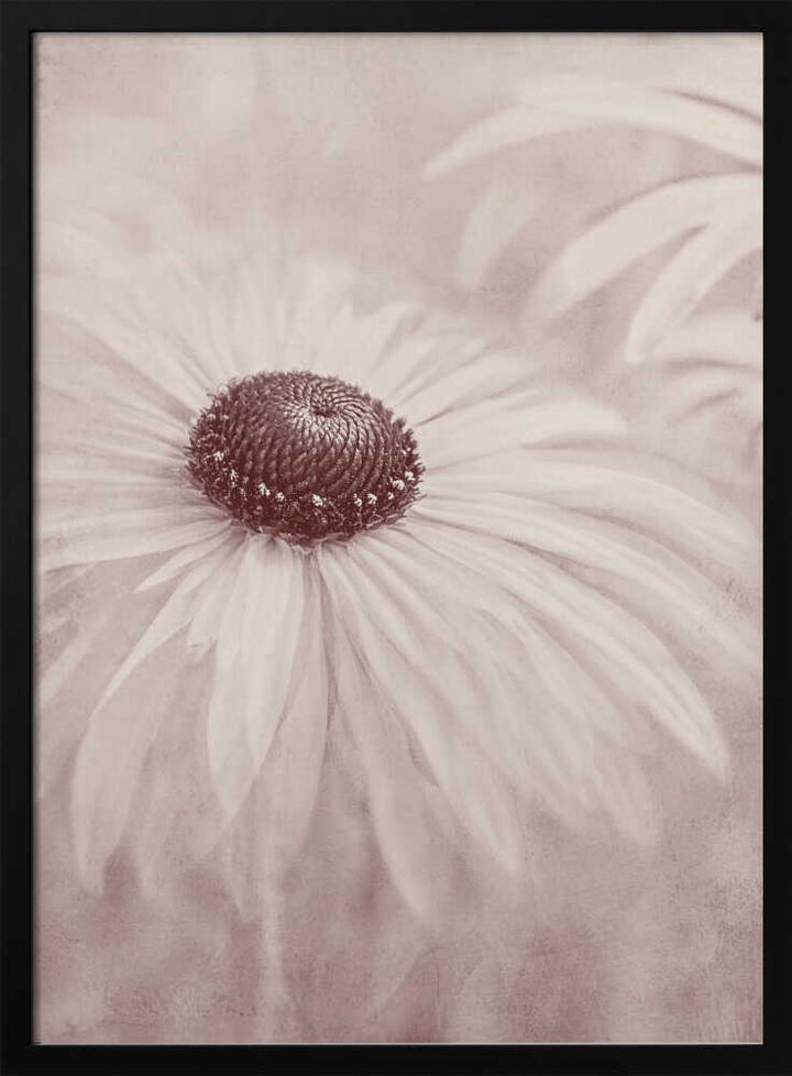 Soft Sepia Flower - Floral Photographic Stretched Canvas Poster or Fine Art Print