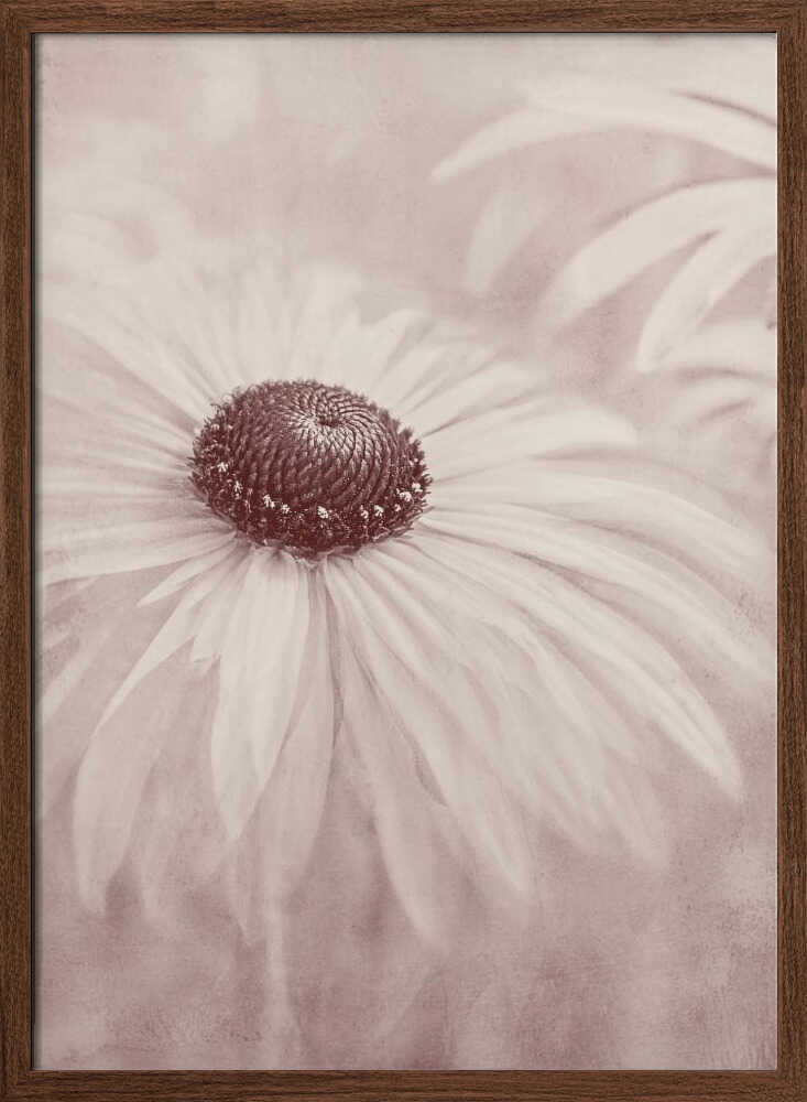 Soft Sepia Flower - Floral Photographic Stretched Canvas Poster or Fine Art Print