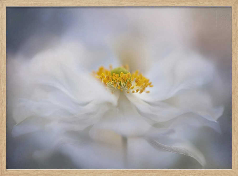 Soft White Bloom - Stretched Canvas Poster or Fine Art Print