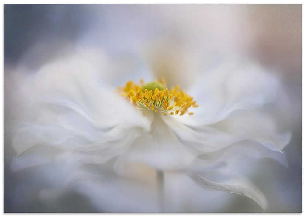 Soft White Bloom - Stretched Canvas Poster or Fine Art Print