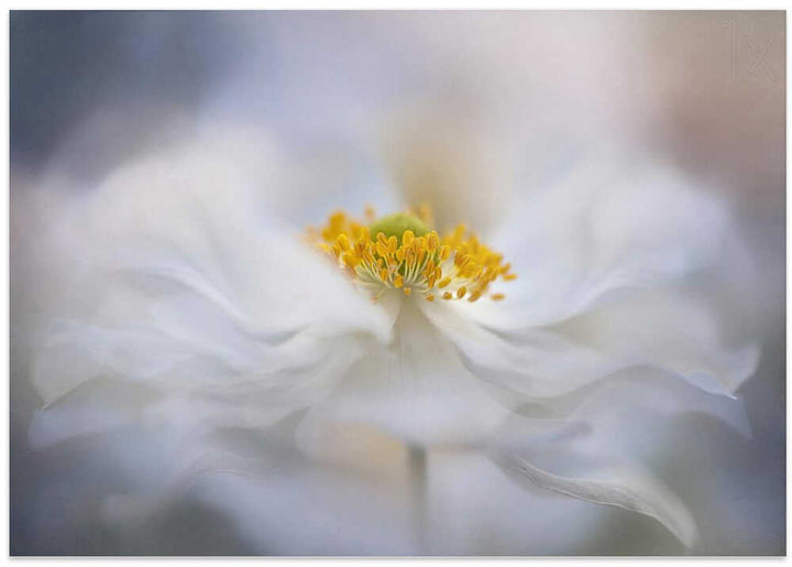 Soft White Bloom - Stretched Canvas Poster or Fine Art Print