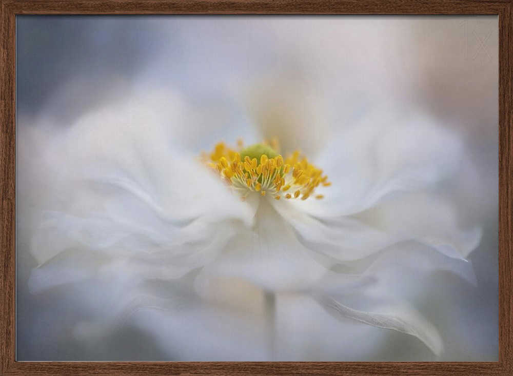 Soft White Bloom - Stretched Canvas Poster or Fine Art Print