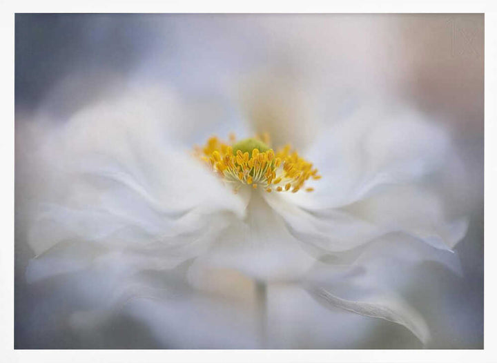 Soft White Bloom - Stretched Canvas Poster or Fine Art Print