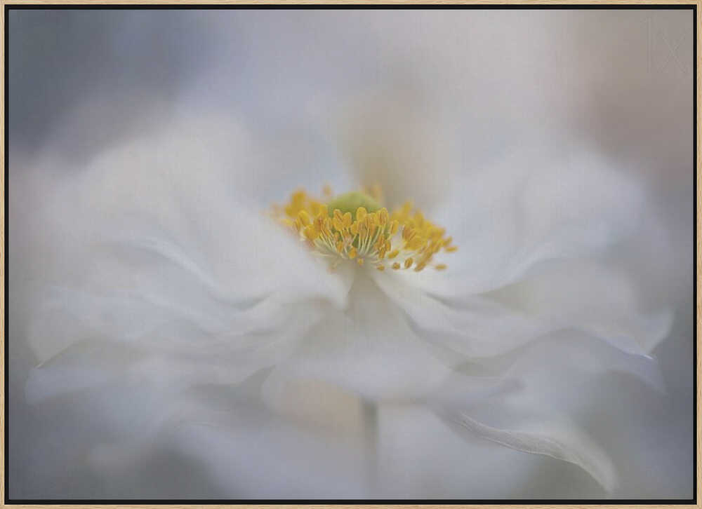 Soft White Bloom - Stretched Canvas Poster or Fine Art Print