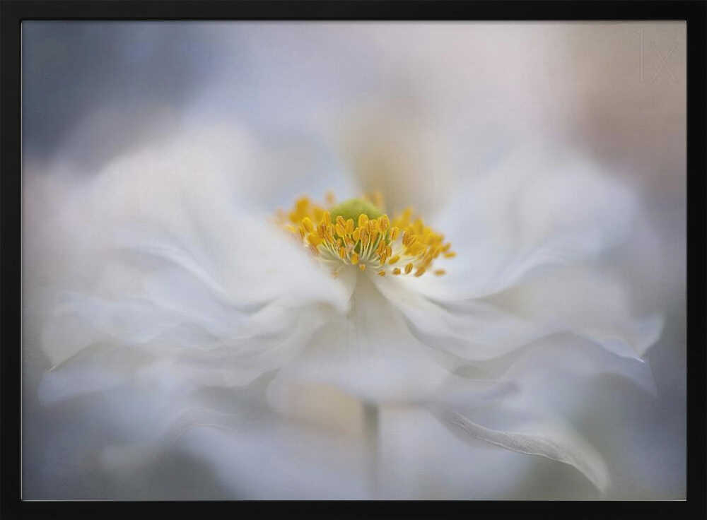 Soft White Bloom - Stretched Canvas Poster or Fine Art Print