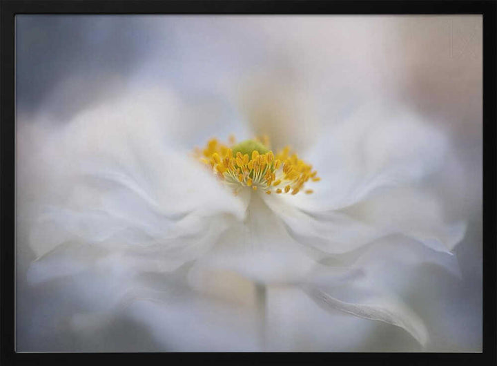 Soft White Bloom - Stretched Canvas Poster or Fine Art Print