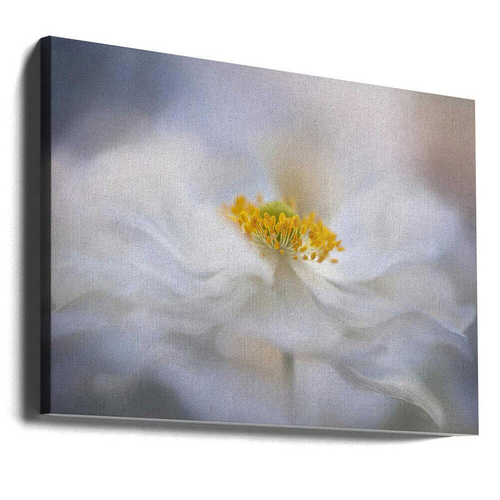 Soft White Bloom - Stretched Canvas Poster or Fine Art Print