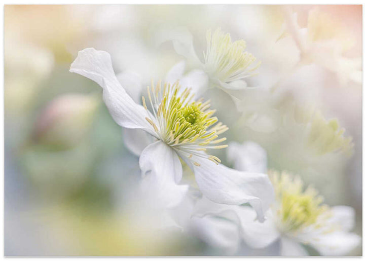 Soft White Clematis - Floral Photographic Stretched Canvas Poster or Fine Art Print