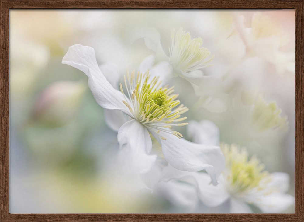 Soft White Clematis - Floral Photographic Stretched Canvas Poster or Fine Art Print