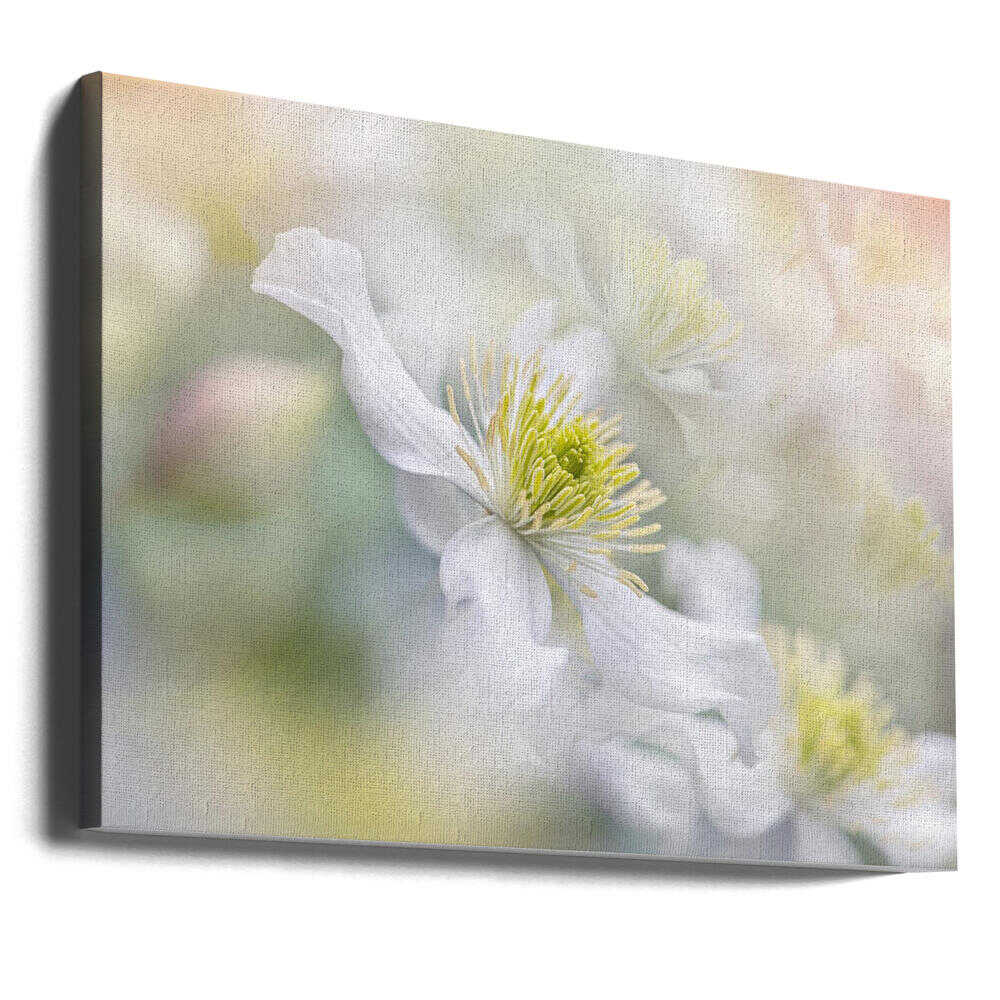 Soft White Clematis - Floral Photographic Stretched Canvas Poster or Fine Art Print