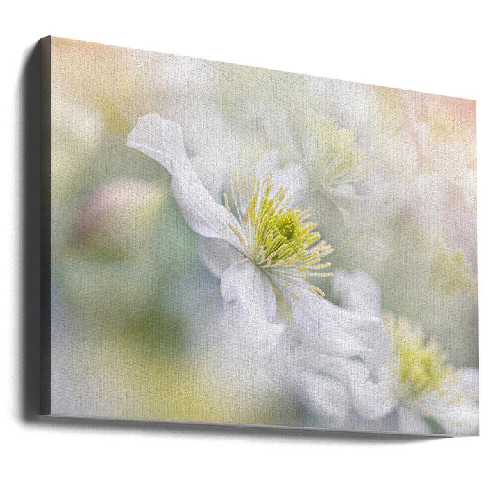 Soft White Clematis - Floral Photographic Stretched Canvas Poster or Fine Art Print