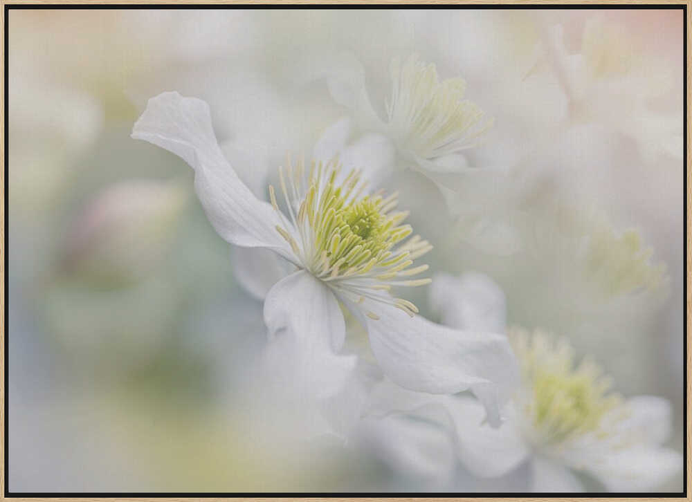 Soft White Clematis - Floral Photographic Stretched Canvas Poster or Fine Art Print