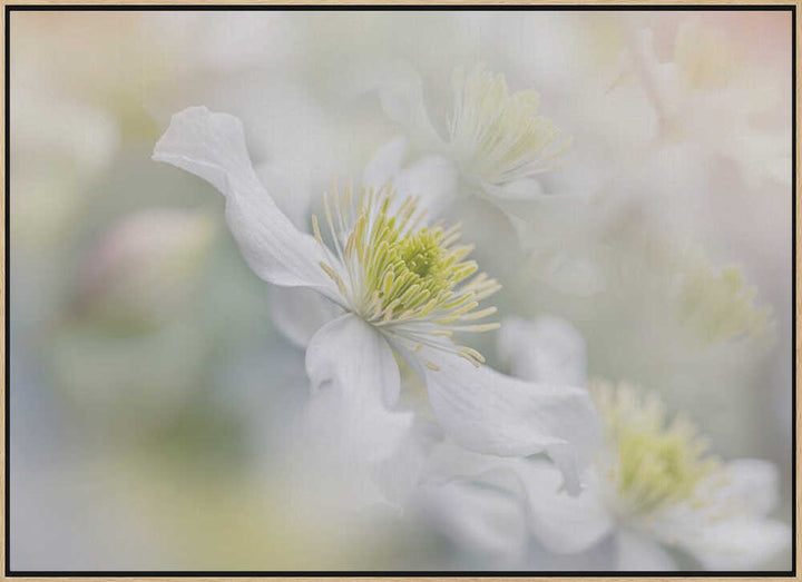 Soft White Clematis - Floral Photographic Stretched Canvas Poster or Fine Art Print