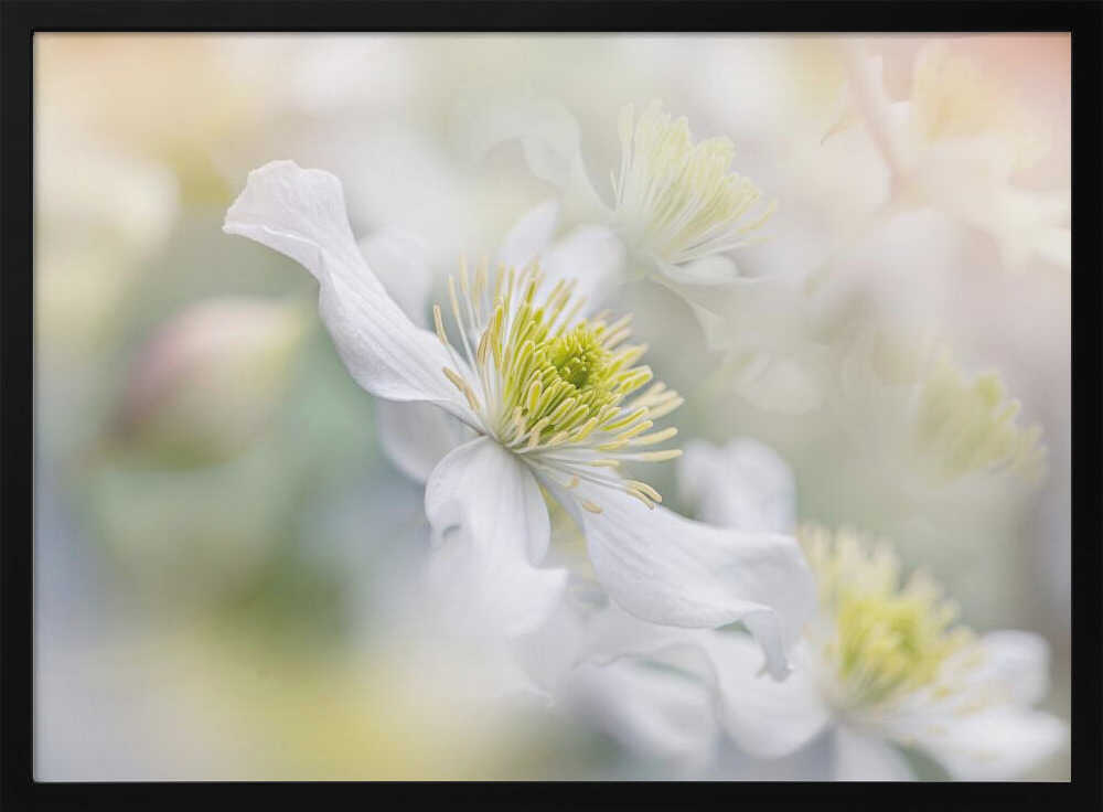 Soft White Clematis - Floral Photographic Stretched Canvas Poster or Fine Art Print