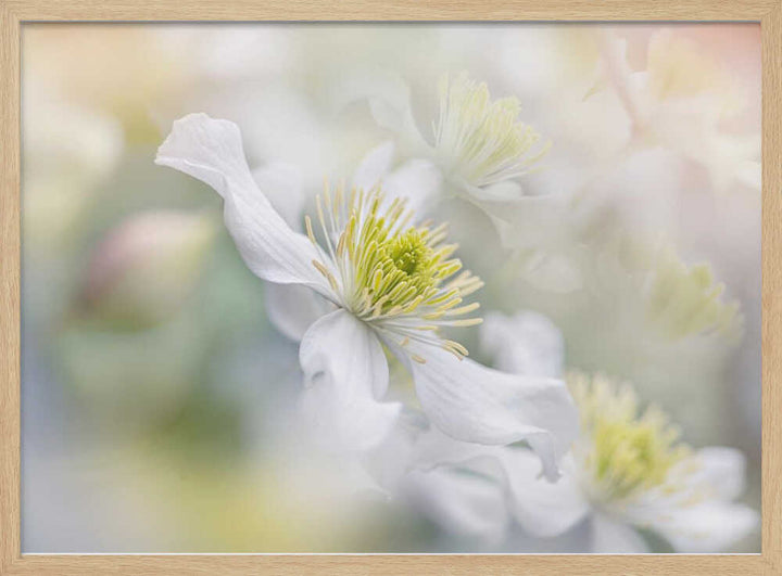 Soft White Clematis - Floral Photographic Stretched Canvas Poster or Fine Art Print