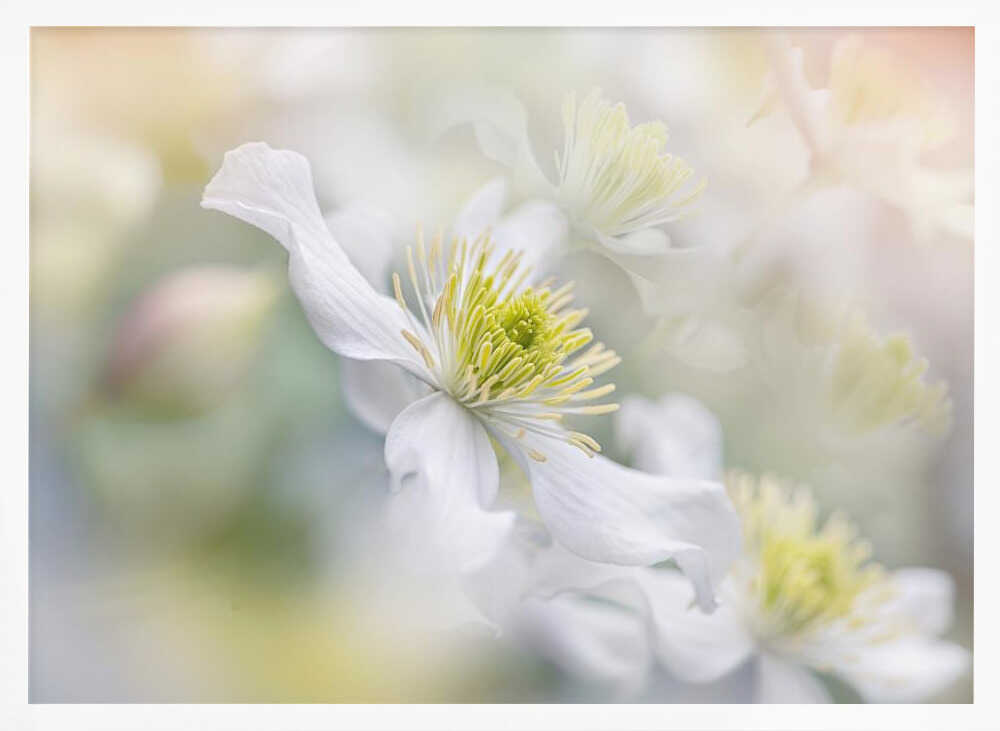 Soft White Clematis - Floral Photographic Stretched Canvas Poster or Fine Art Print