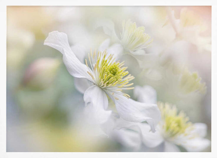 Soft White Clematis - Floral Photographic Stretched Canvas Poster or Fine Art Print
