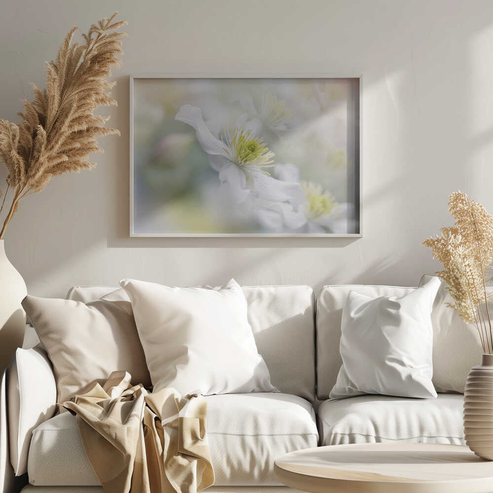 Soft White Clematis - Floral Photographic Stretched Canvas Poster or Fine Art Print