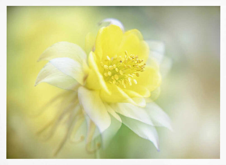 Soft Yellow Bloom - Floral Photographic Stretched Canvas Poster or Fine Art Print