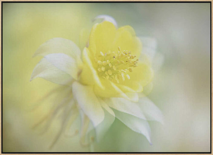 Soft Yellow Bloom - Floral Photographic Stretched Canvas Poster or Fine Art Print