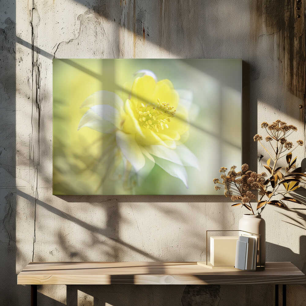 Soft Yellow Bloom - Floral Photographic Stretched Canvas Poster or Fine Art Print