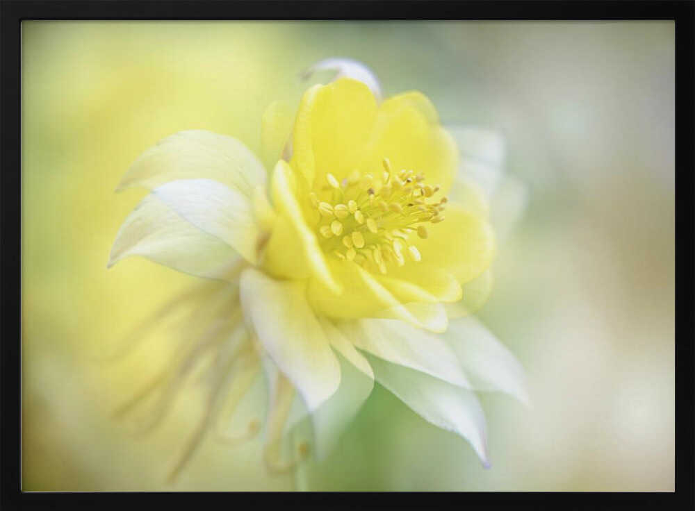 Soft Yellow Bloom - Floral Photographic Stretched Canvas Poster or Fine Art Print