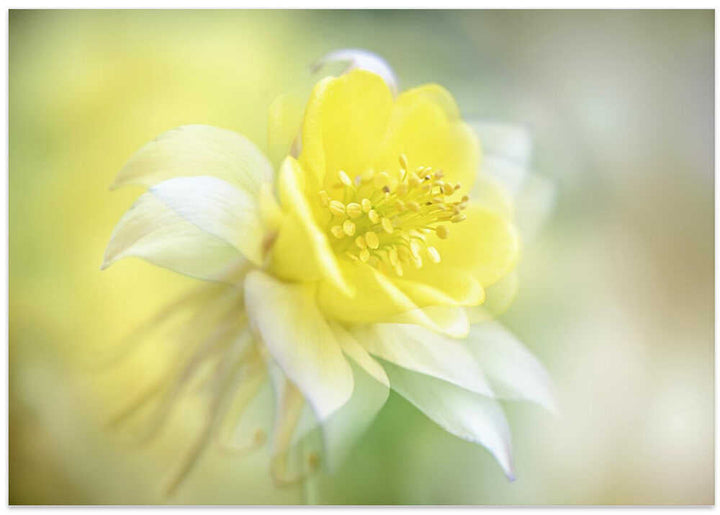 Soft Yellow Bloom - Floral Photographic Stretched Canvas Poster or Fine Art Print