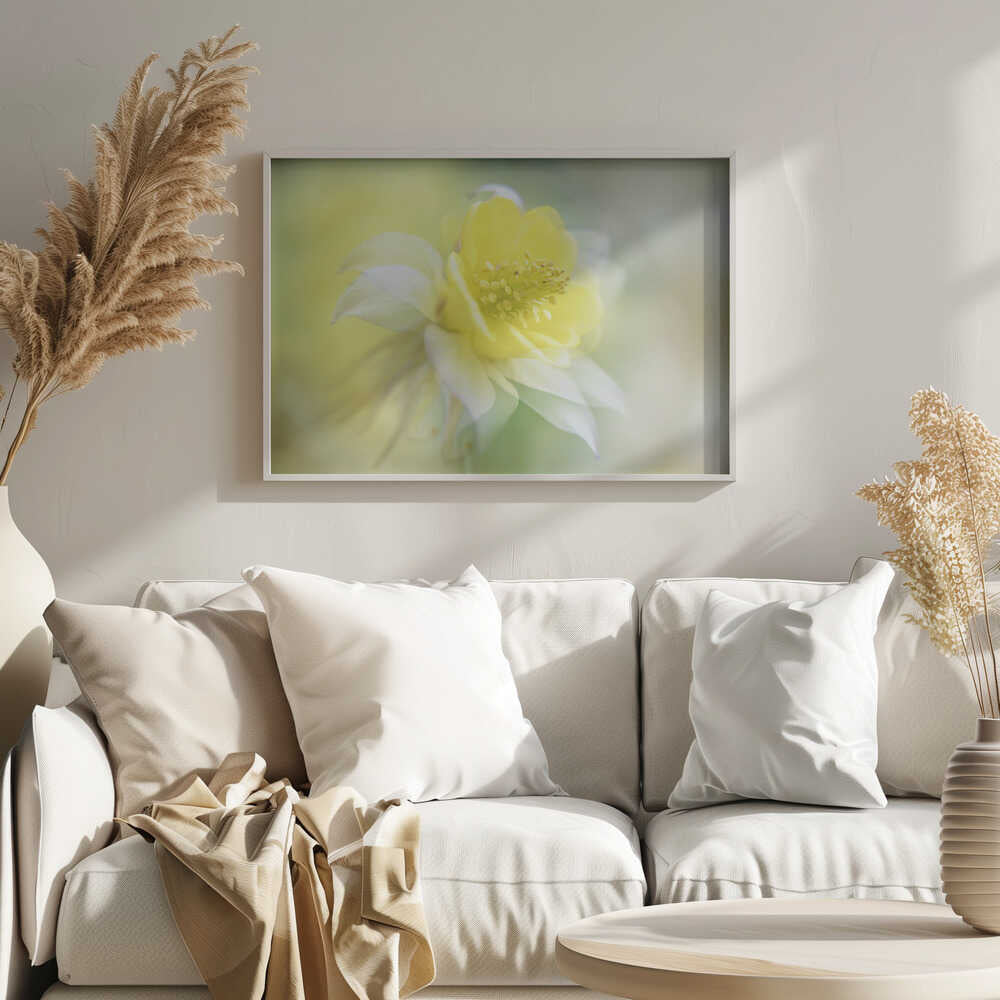Soft Yellow Bloom - Floral Photographic Stretched Canvas Poster or Fine Art Print