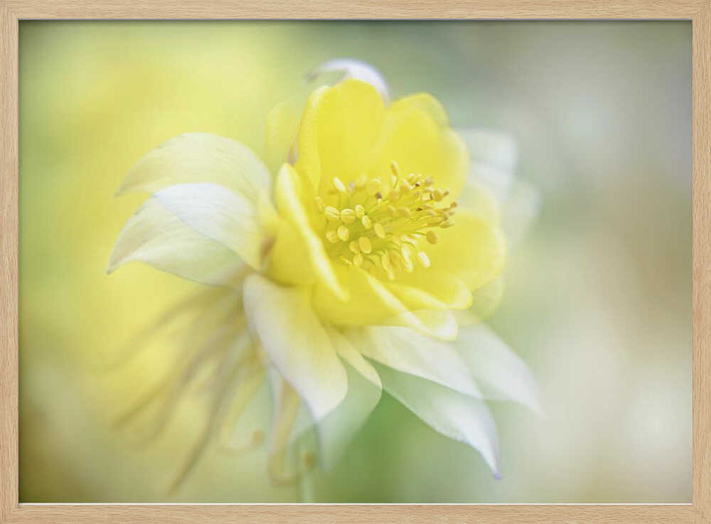 Soft Yellow Bloom - Floral Photographic Stretched Canvas Poster or Fine Art Print