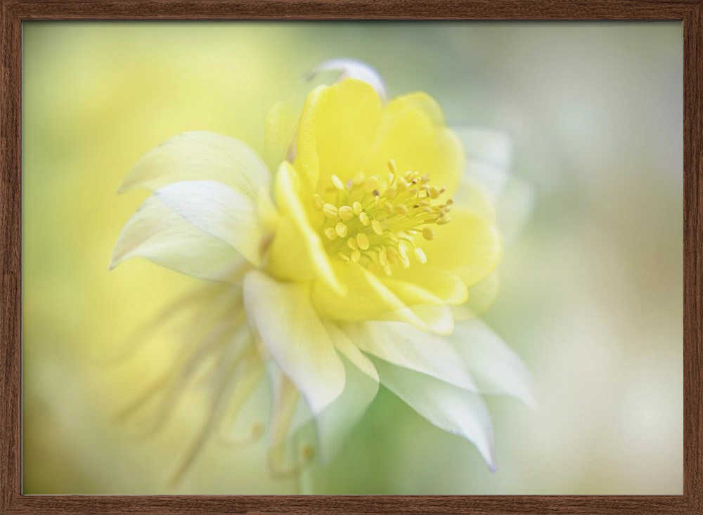 Soft Yellow Bloom - Floral Photographic Stretched Canvas Poster or Fine Art Print