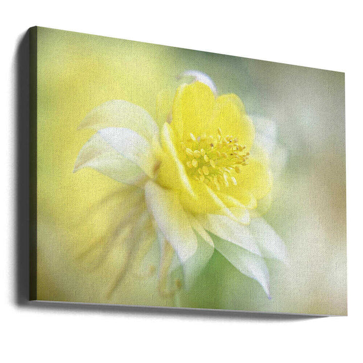 Soft Yellow Bloom - Floral Photographic Stretched Canvas Poster or Fine Art Print