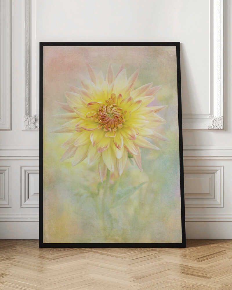 Soft Yellow Dahlia - Floral Photographic Stretched Canvas Poster or Fine Art Print