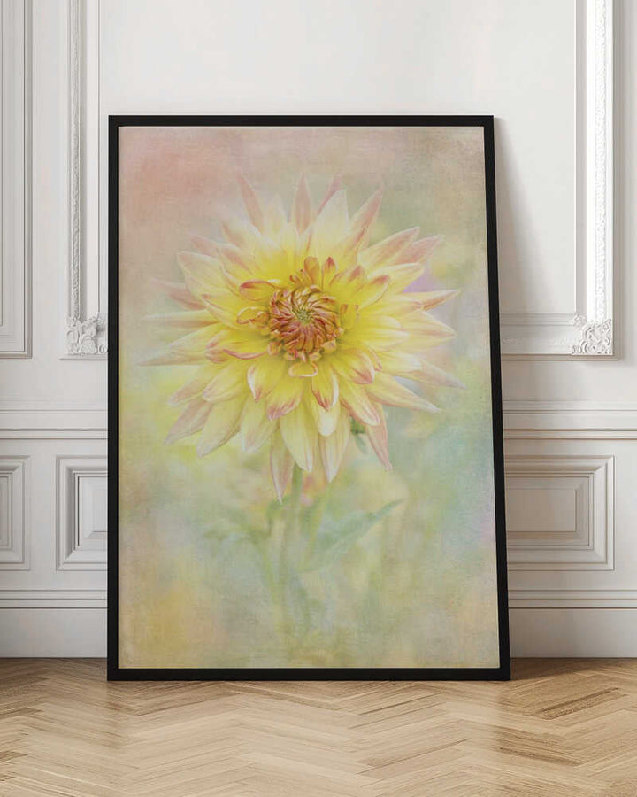 Soft Yellow Dahlia - Floral Photographic Stretched Canvas Poster or Fine Art Print