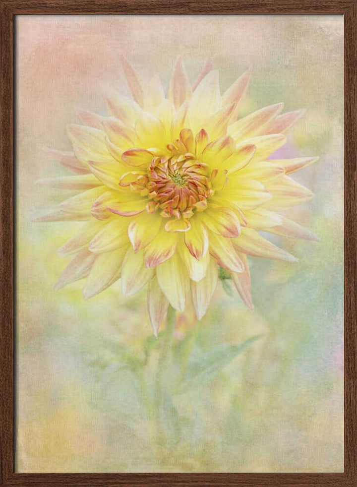 Soft Yellow Dahlia - Floral Photographic Stretched Canvas Poster or Fine Art Print