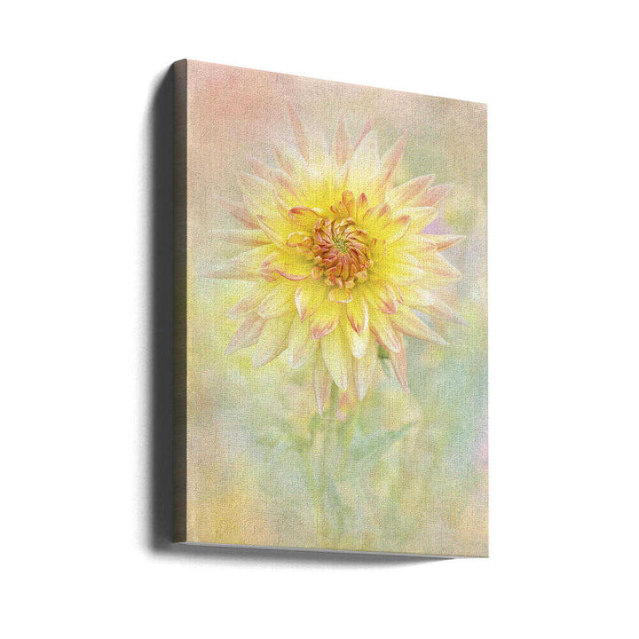 Soft Yellow Dahlia - Floral Photographic Stretched Canvas Poster or Fine Art Print