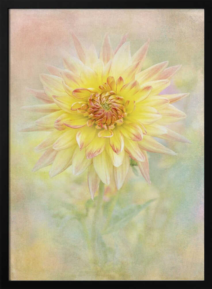 Soft Yellow Dahlia - Floral Photographic Stretched Canvas Poster or Fine Art Print