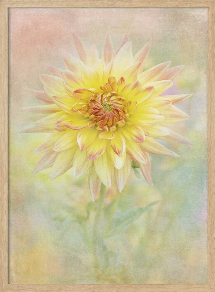 Soft Yellow Dahlia - Floral Photographic Stretched Canvas Poster or Fine Art Print