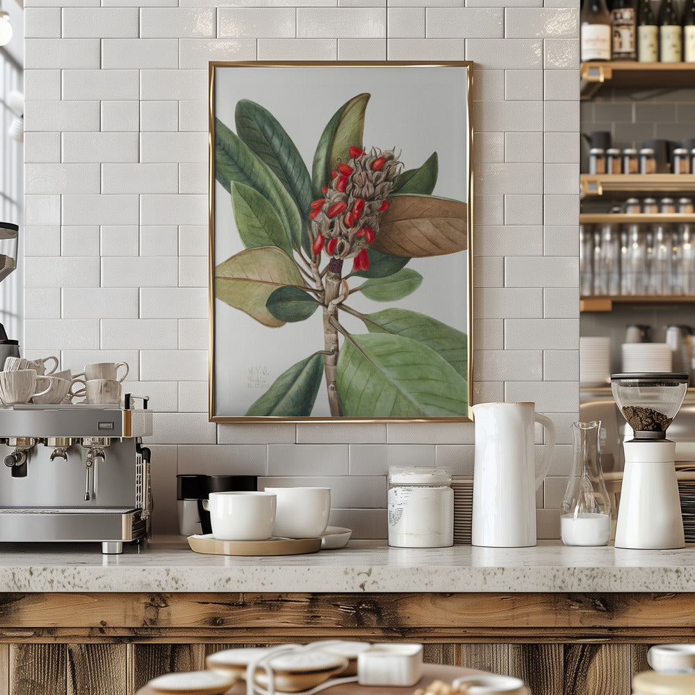 Southern Magnolia (1923) - Stretched Canvas, Poster or Fine Art Print I Heart Wall Art