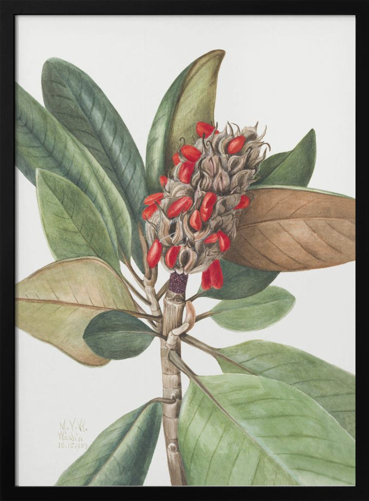 Southern Magnolia (1923) - Stretched Canvas, Poster or Fine Art Print I Heart Wall Art
