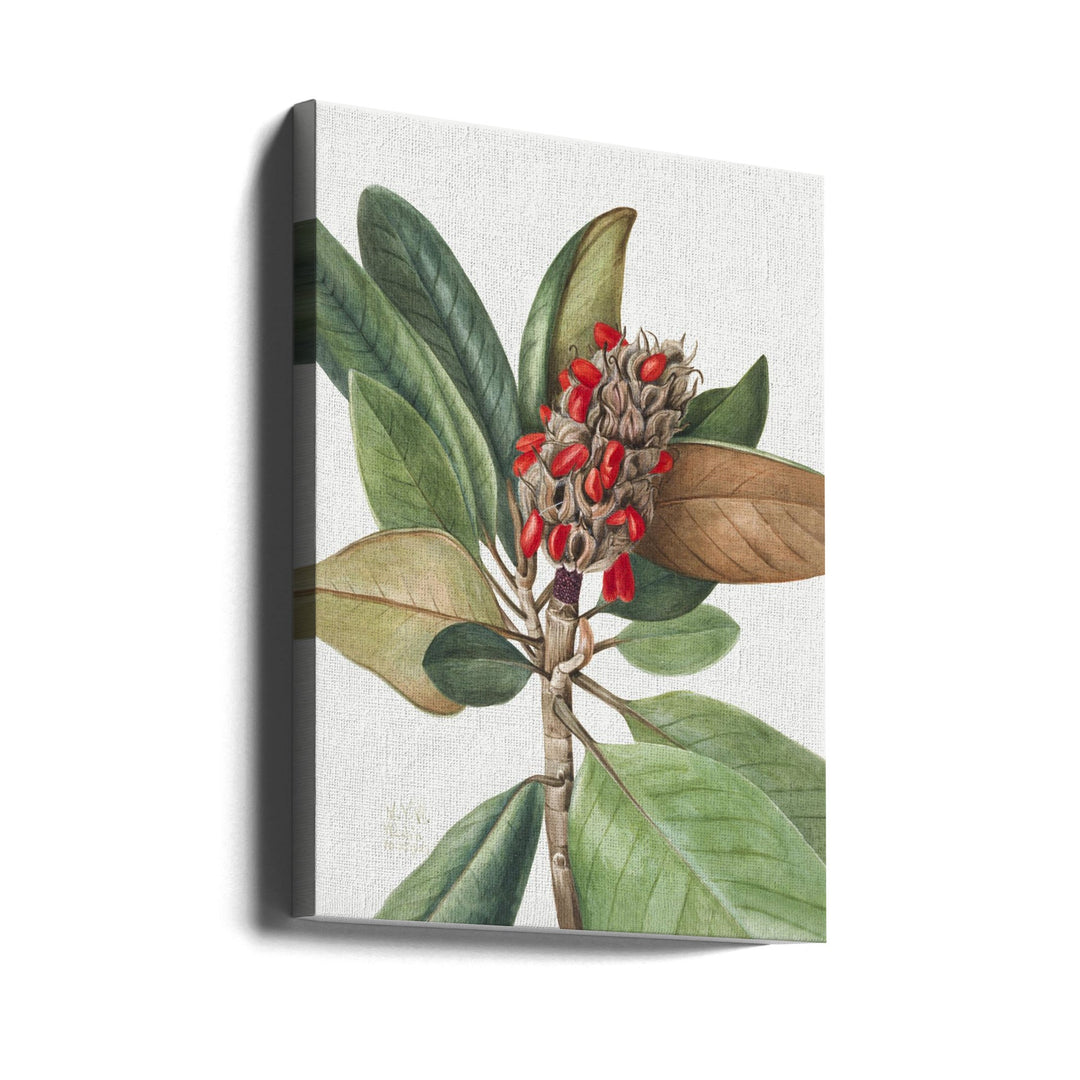 Southern Magnolia (1923) - Stretched Canvas, Poster or Fine Art Print I Heart Wall Art