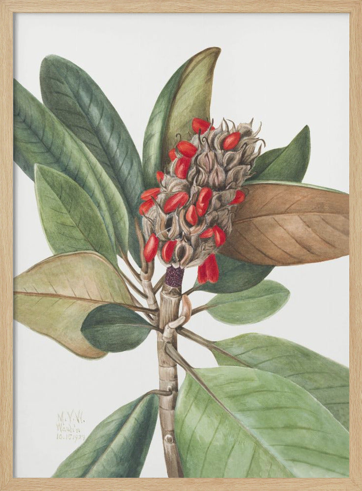 Southern Magnolia (1923) - Stretched Canvas, Poster or Fine Art Print I Heart Wall Art