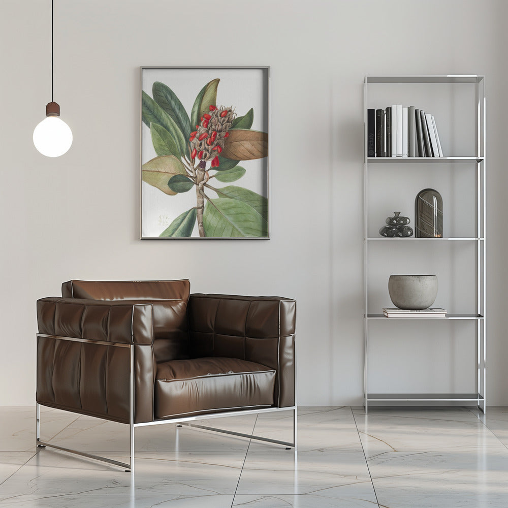 Southern Magnolia (1923) - Stretched Canvas, Poster or Fine Art Print I Heart Wall Art