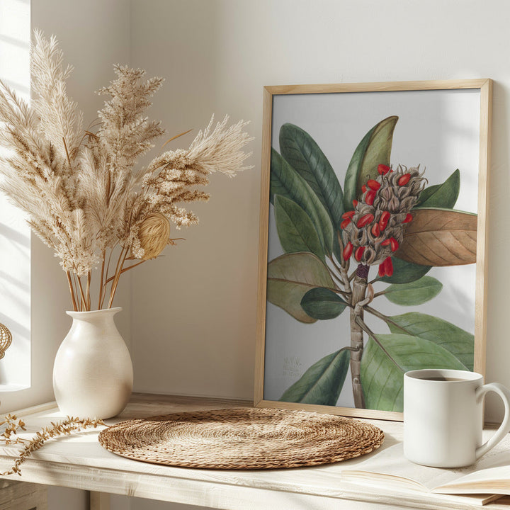 Southern Magnolia (1923) - Stretched Canvas, Poster or Fine Art Print I Heart Wall Art