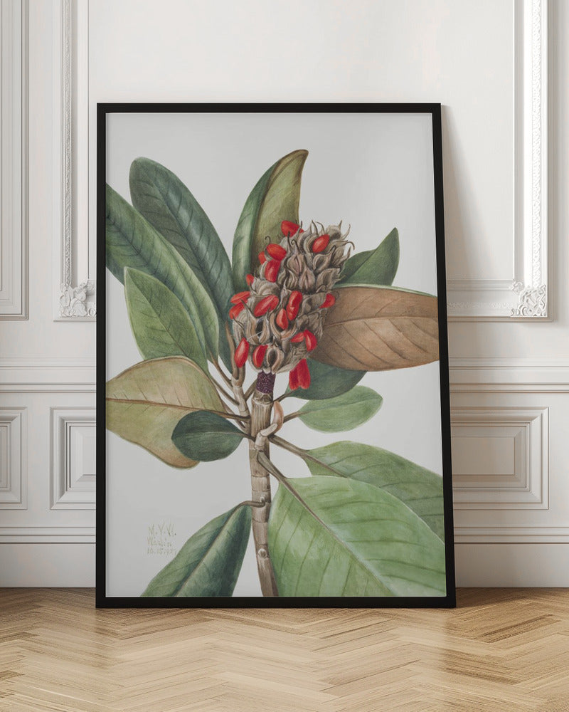 Southern Magnolia (1923) - Stretched Canvas, Poster or Fine Art Print I Heart Wall Art