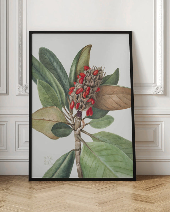 Southern Magnolia (1923) - Stretched Canvas, Poster or Fine Art Print I Heart Wall Art