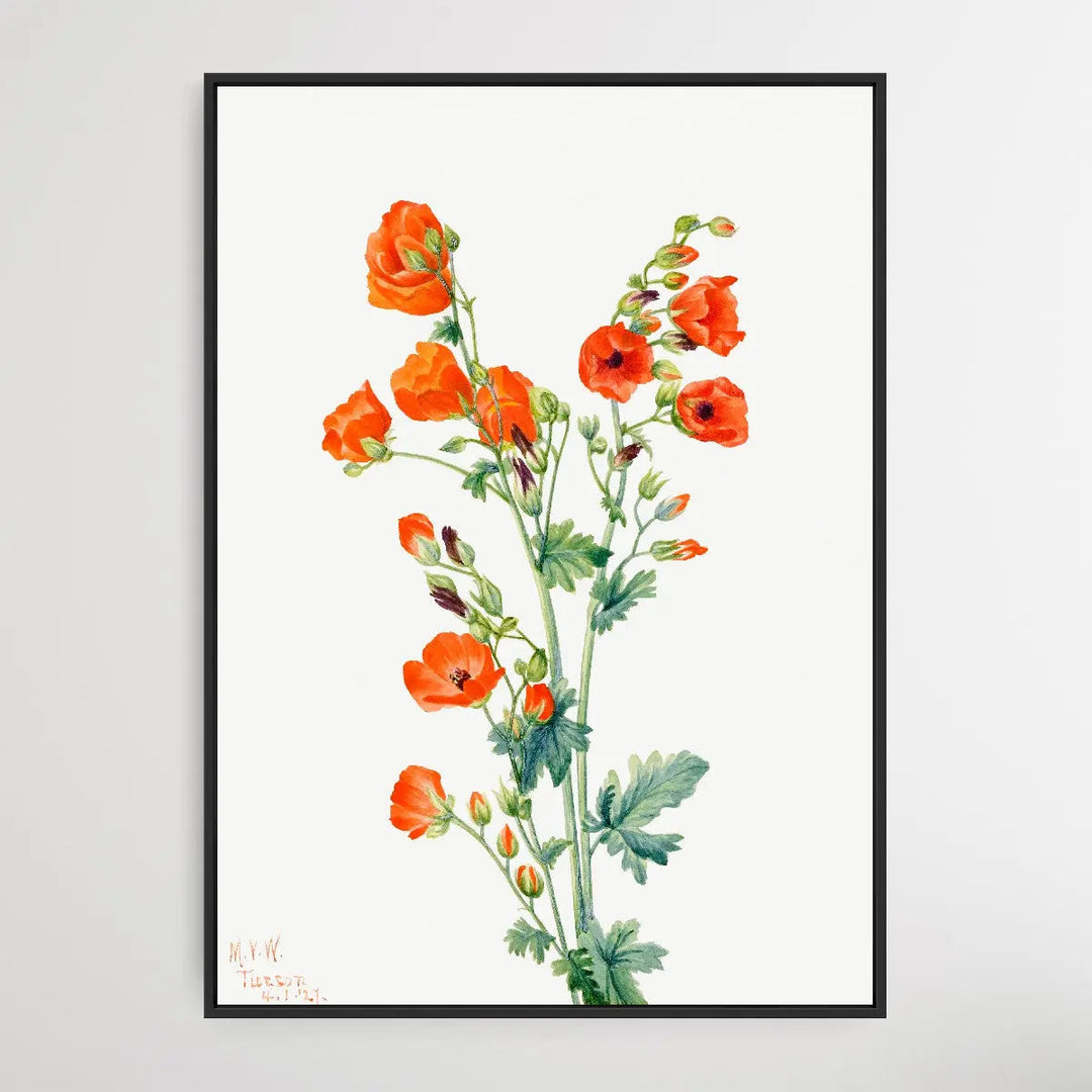 Sphaeralcea grossulariaefolia (1927) by Mary Vaux Walcott I Heart Wall Art Australia 