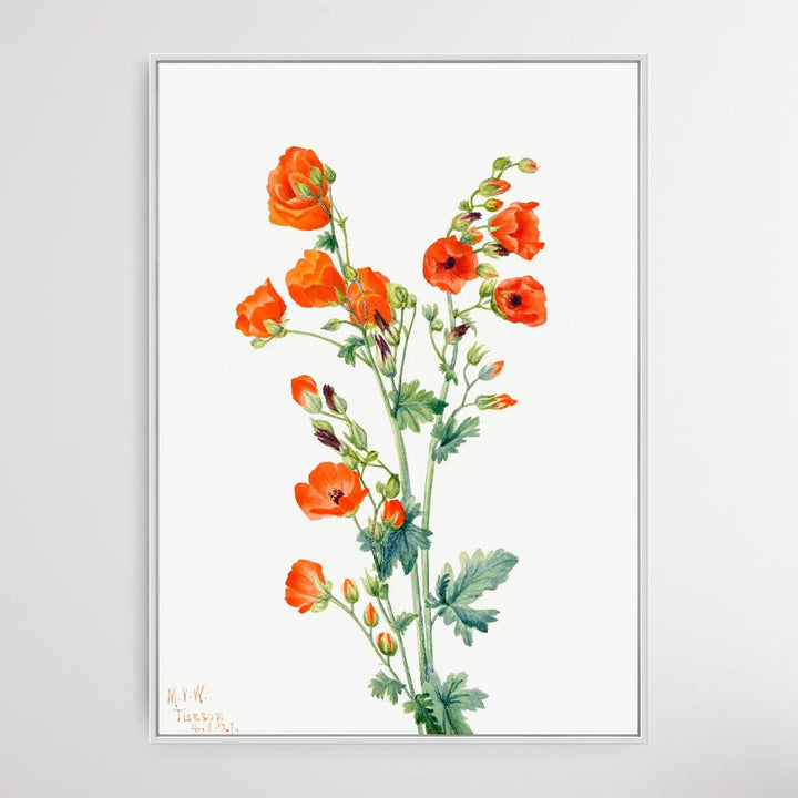 Sphaeralcea grossulariaefolia (1927) by Mary Vaux Walcott I Heart Wall Art Australia 
